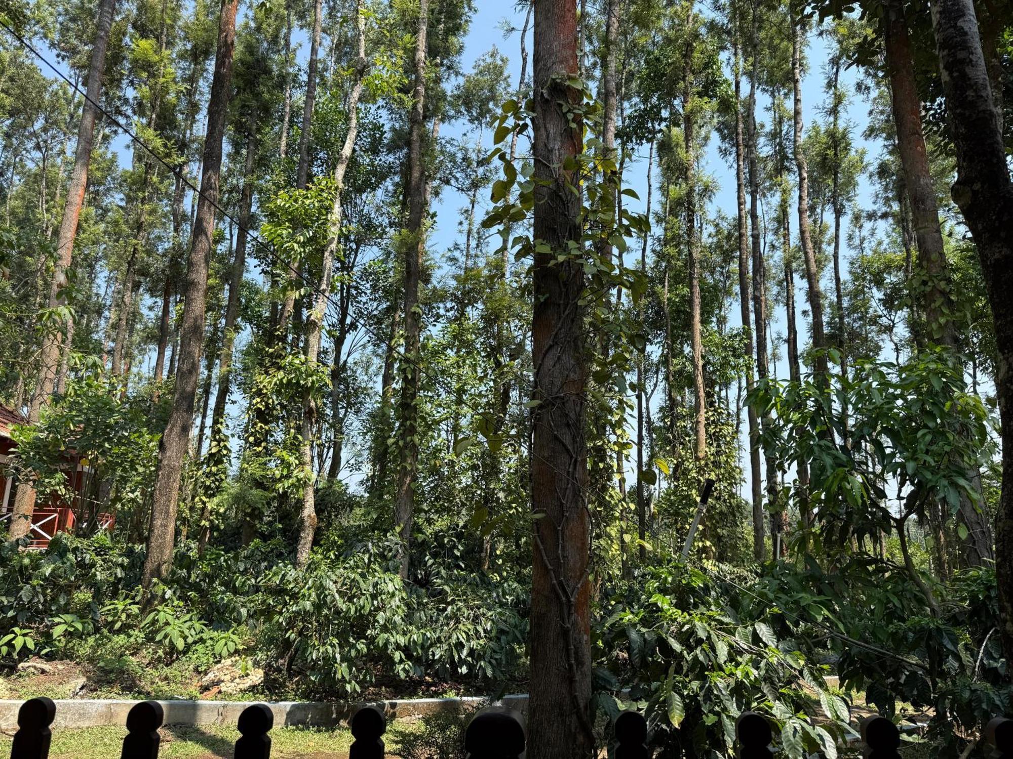 Coffee Grove Resort Chikmagalūr エクステリア 写真